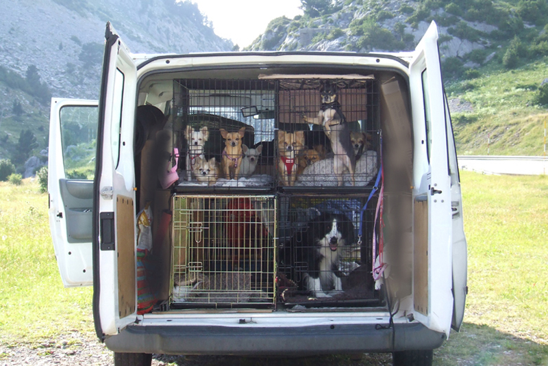 Pet Transportation